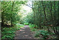 Woodland bridleway