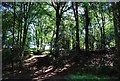 Woodland off Sheephouse Lane