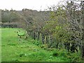 Field and hedgerow with pheasants