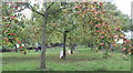 The cider and perry orchard, Greggs Pit, Much Marcle