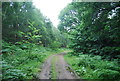 TQ6455 : Forest track, Roadside Wood by N Chadwick