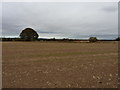 Open field and a newly-planted copse near Wrockwardine