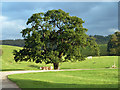 Oak tree and cattle