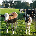 Calves at Hurley