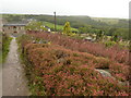 Bilberry wall