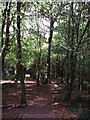 Footpath into Saltbox Hill