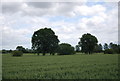 TQ6184 : Trees in a wheat field near the Mar Dyke by N Chadwick