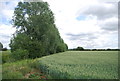 TQ6284 : Shelterbelt by a wheat field by N Chadwick
