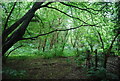 Mereworth Woods