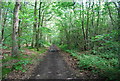 TQ6456 : Lord's Walk, Great Leybourne Wood by N Chadwick