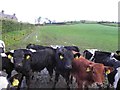 J1742 : Cows, Tullintanvally by Kenneth  Allen