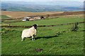 Sheep above Dodgsons Farm