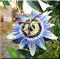 ST9429 : Blue Passionflower (Passiflora caerulea) by Jonathan Kington