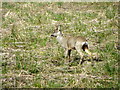 Roe deer near Kirkmichael