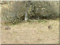 Roe deer near Kirkmichael