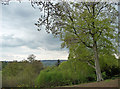 View from the Terrace, Dorking (2)