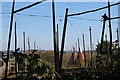 Hop Field and Oasts in Bodiam