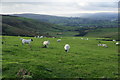 Sheep on Burnt Hill