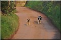 Mid Devon : Stanterton Farm Driveway & Farm Dogs