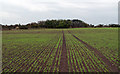 Field with emerging crop near Low Waupley