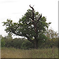 TQ5781 : Oak tree with striking profile by Roger Jones