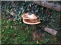 Fungi on footpath 6 Glan Conwy