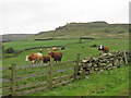 SE7097 : Cattle grazing in Rosedale by Pauline E