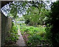 Garden by moored boat