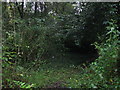 Overgrown Walled Garden, Warrington