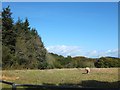 Field beside South Wood