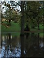 Tree in flood