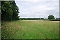 Field south of Mereworth Woods