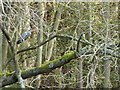 SK2063 : Heron perched in tree by Peter Barr