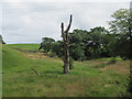 ST1684 : Dead tree by the Rhymney Valley Ridgeway Walk by John Light