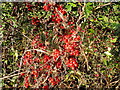 SO6333 : Honeysuckle berries by Jonathan Billinger