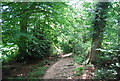 Woodland path to Ewhurst