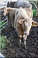 Mid Devon : Cattle Grazing