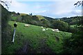 Mid Devon : Cattle Grazing