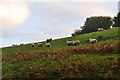 SS9318 : Mid Devon : Sheep on the Hillside by Lewis Clarke