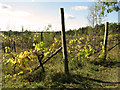 Vineyard above Otley Bottom