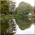 The pond at Friday Street, in October (3)