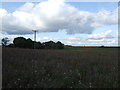 Farmland near Edingley