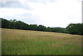 Farmland west of Ewhurst