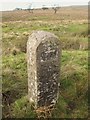 Boundary stone north of Spadeadam