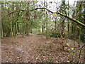 Cycle trail in Bullmeadow Coppice