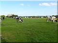 Harbridge, cattle grazing