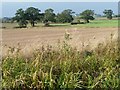 Trees on the field boundaries near Leyfield Farm