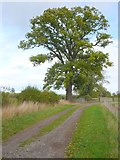 SP1262 : Oak Tree near Shelfield Park Farm by Nigel Mykura