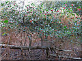 TM3650 : Holly Tree in the wood by Roger Jones