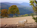 Bales at Easter Ardross